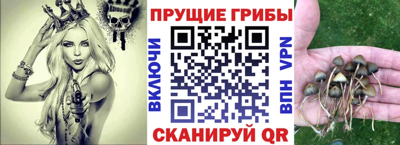 Псилоцибиновые грибы Psilocybe  Болохово 